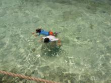 плавцы, расматривающие рыб