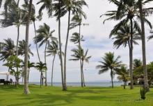 Снова пальмы