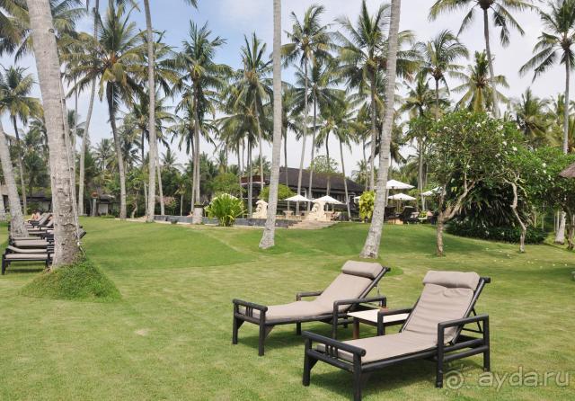 Шезлоги среди пальм