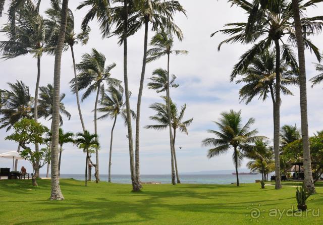 Снова пальмы