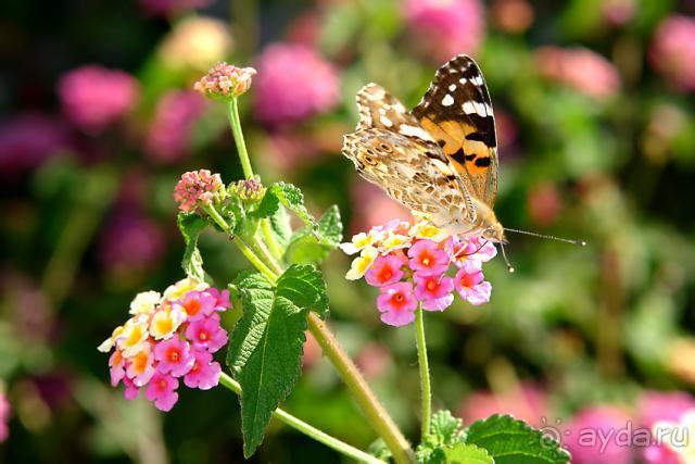 Лучше не бывает