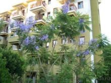 фото  Hotel Ambiente