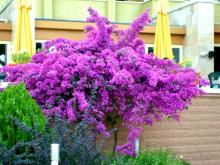 фото  Hotel Ambiente