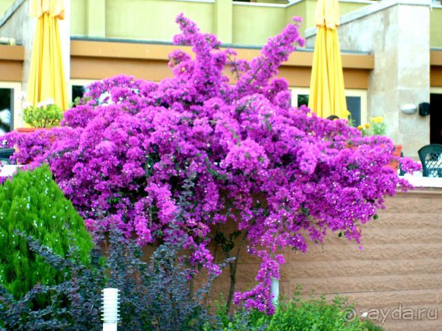 фото  Hotel Ambiente