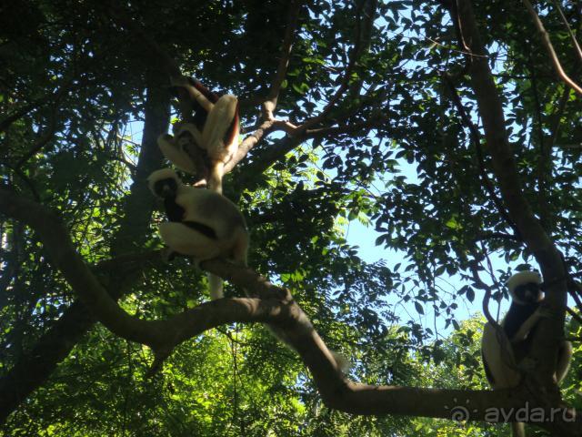 семейство лемуров