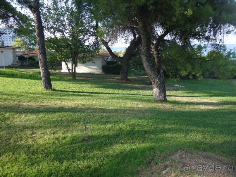 рядышком тень в соснах...