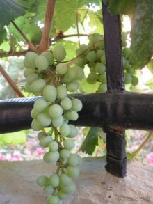 Бывает и лучше, но на троечку тянет. Бывает и лучше, но на троечку тянет.