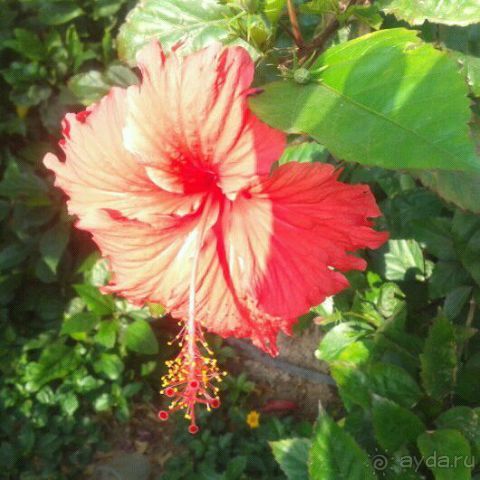 фото Grand Waterworld Makadi 