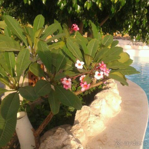 фото Grand Waterworld Makadi 