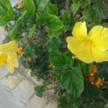 фото Grand Waterworld Makadi 