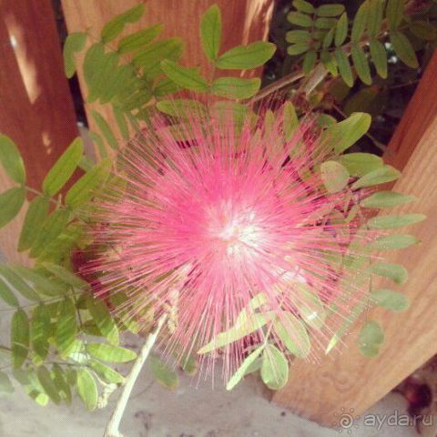 фото Grand Waterworld Makadi 