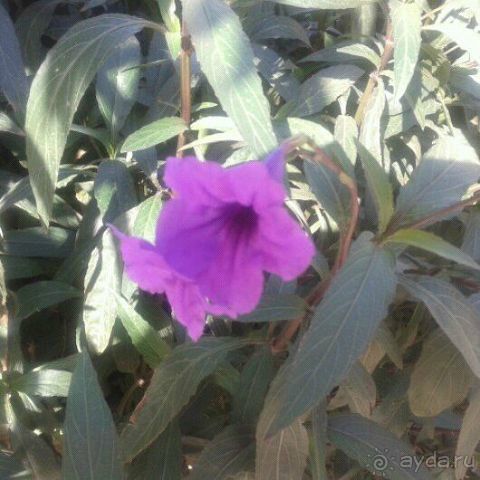 Отель не плох, но можно и лучше.