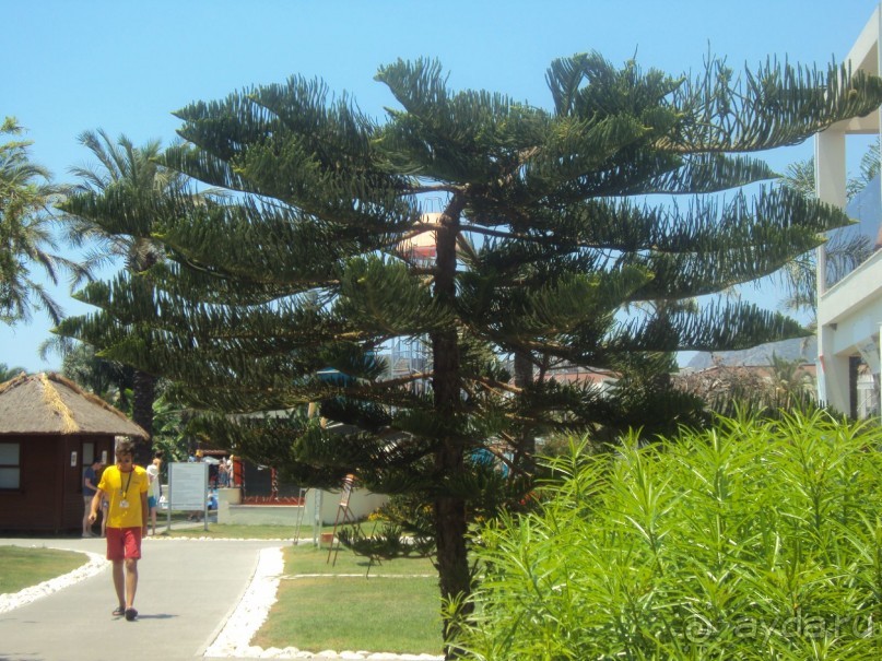 фото Suntopia Pegasos Tropical