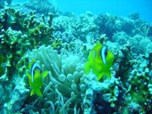 фото Pickalbatros Citadel Resort Sahl Hasheesh