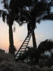 фото Pickalbatros Citadel Resort Sahl Hasheesh