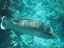 Нормально!!!