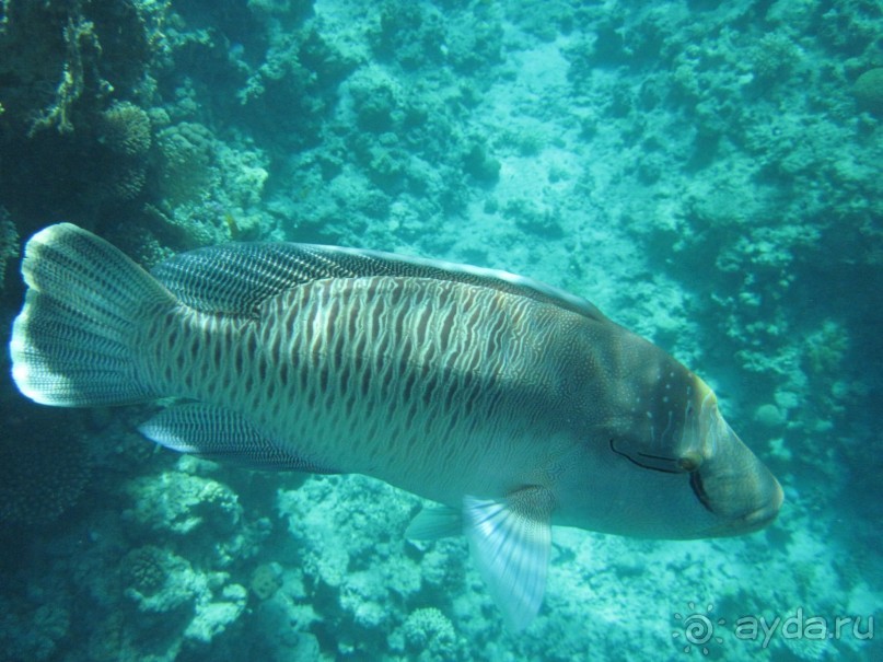 Нормально!!!