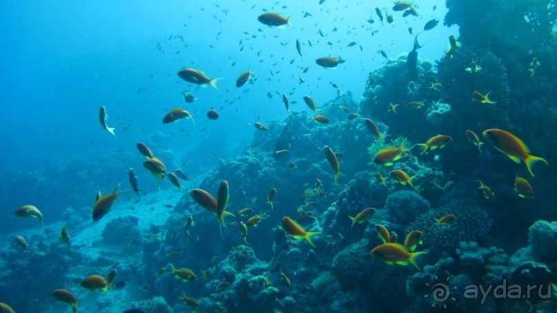 Хорошее сочетание цены и качества