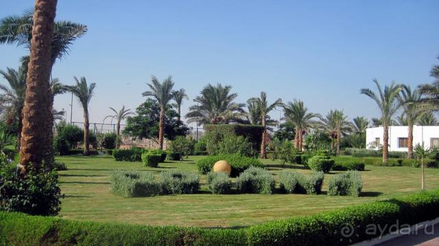 фото Riu Arabella