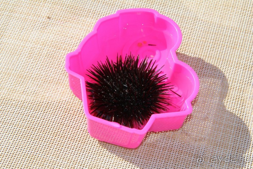 Морской еж, таких пару -тройку утром всегда доставали из ямок и щелей между большими камнями 