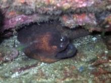 фото Биляна Бич