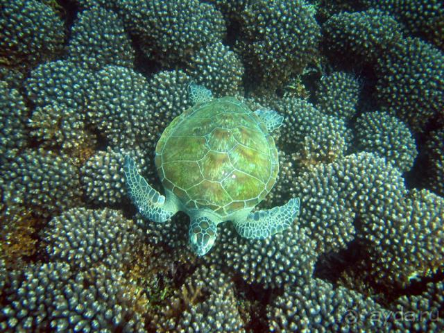 Акулий остров, сноркелинг