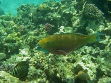 Prima Life Makadi Resort