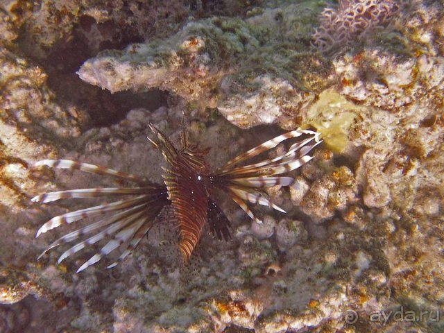 Альбом отзыва "Отель не стоит этих денег"