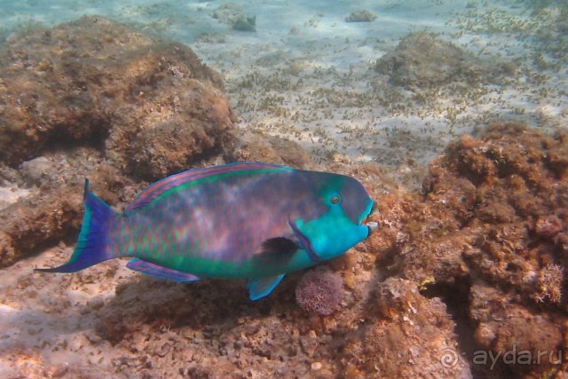рыба -Попугай.  снято на пляже отеля Presidential 3*