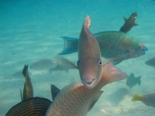 фото Blue Dreams Resort