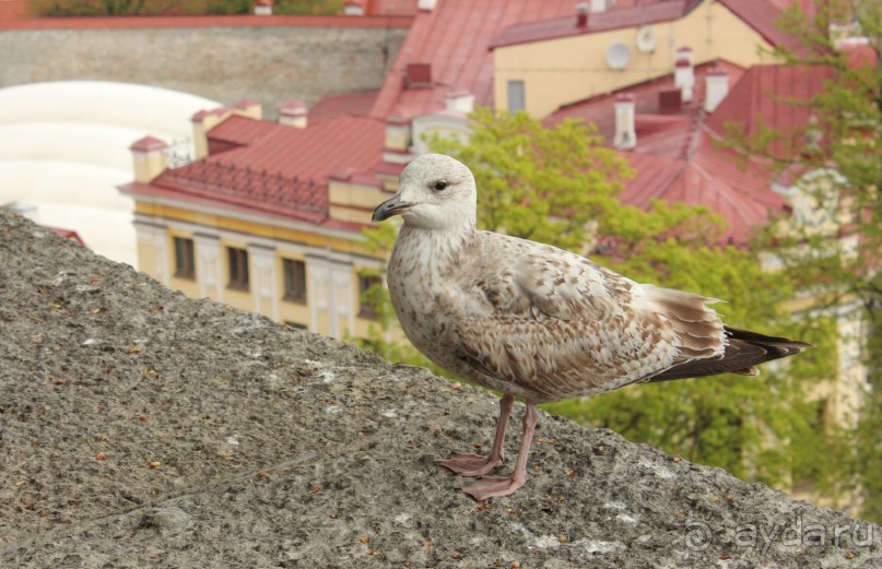 Прогулка по Таллинну...