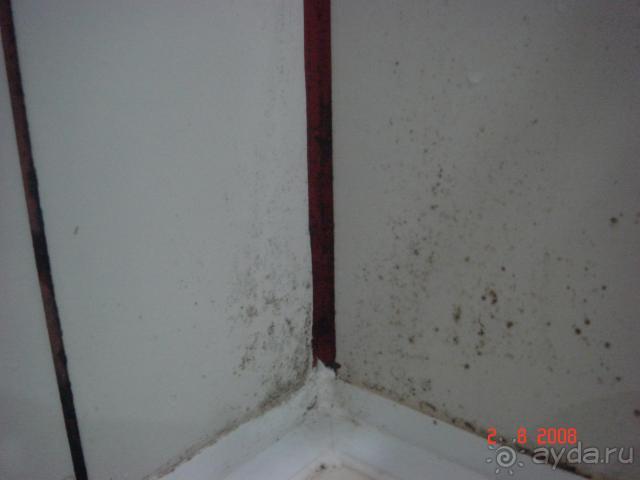 грибок в душевой кабине