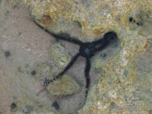 фото Melton Beach Resort 