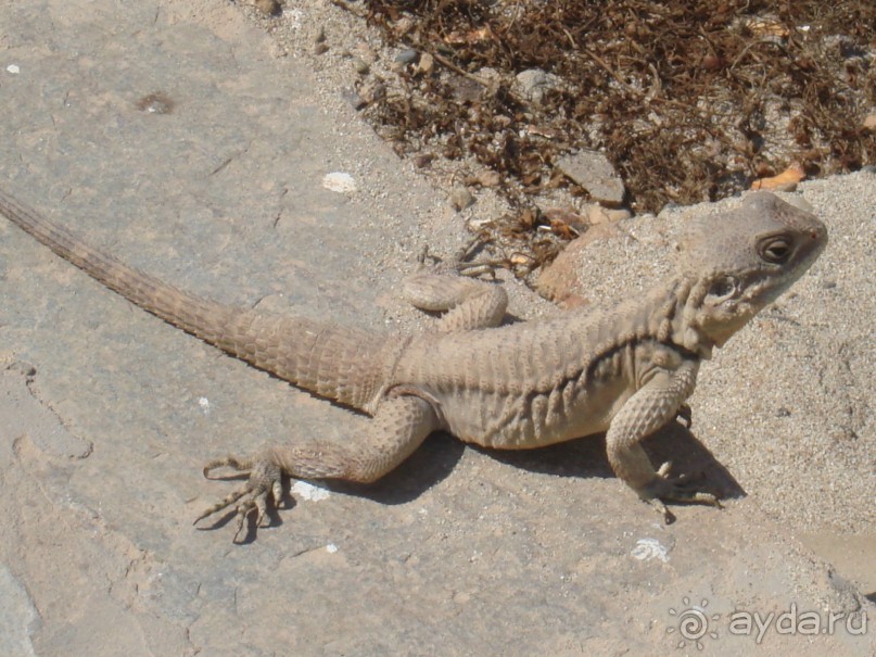 Понравился очень!