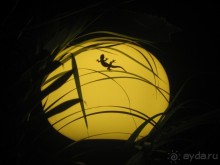 Royal Orchid- место для расслабления