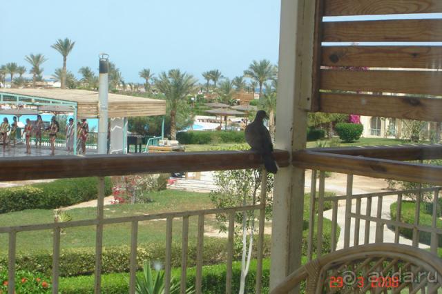 фото Desert Rose Resort