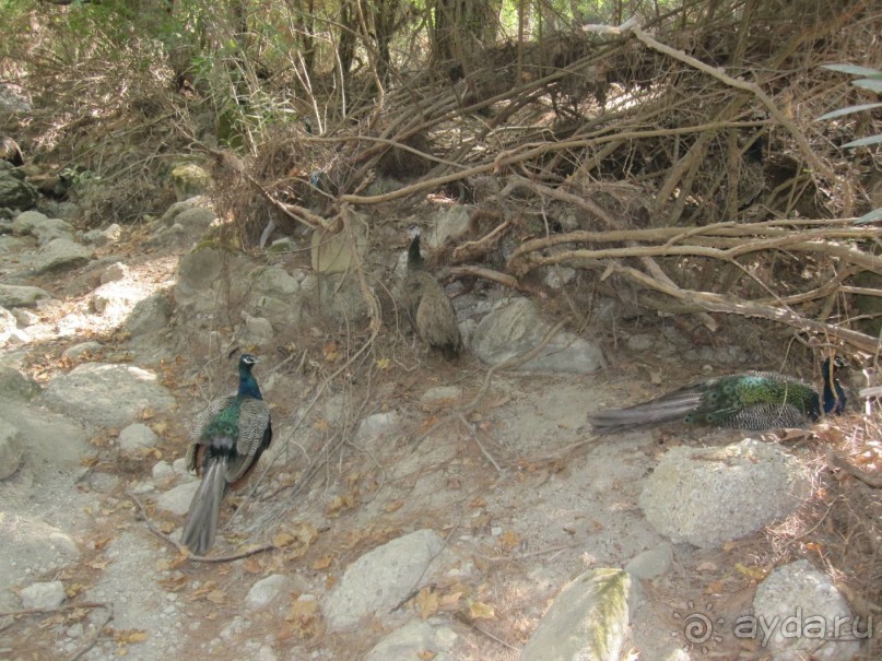 Родос с двумя детьми и неспокойными родителями)