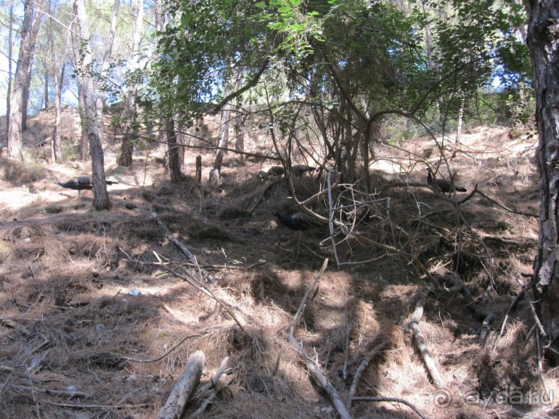 Родос с двумя детьми и неспокойными родителями)
