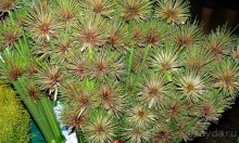 Бангкок . Рынок цветов