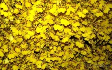 Бангкок . Рынок цветов