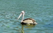 Зоопарк Дусит