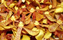 Бангкок . Рынок цветов