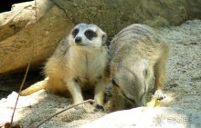 Зоопарк Дусит