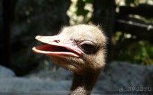 Зоопарк Дусит