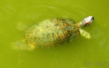 Зоопарк Дусит