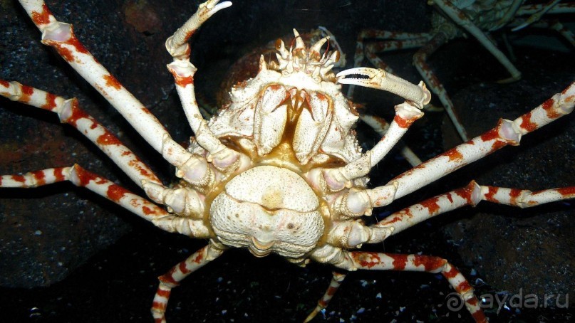 Бангкок . Океанариум 