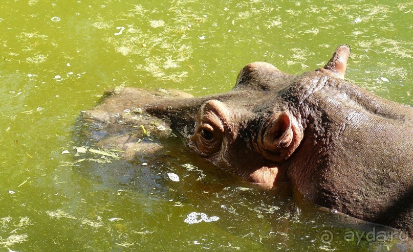 Зоопарк Дусит