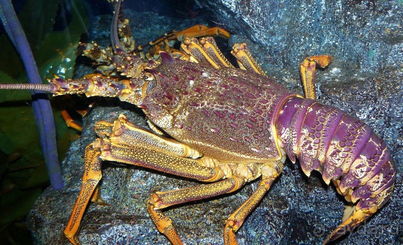 Бангкок .Океанариум 