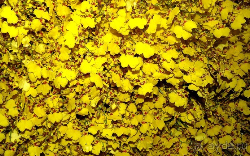 Бангкок . Рынок цветов