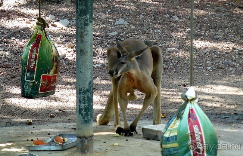 Зоопарк Дусит